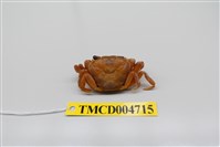 藏品(拉氏清溪蟹)的圖片